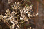 Narrowleaf bushy eupatorium